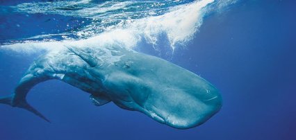 Sperm-Whales-631