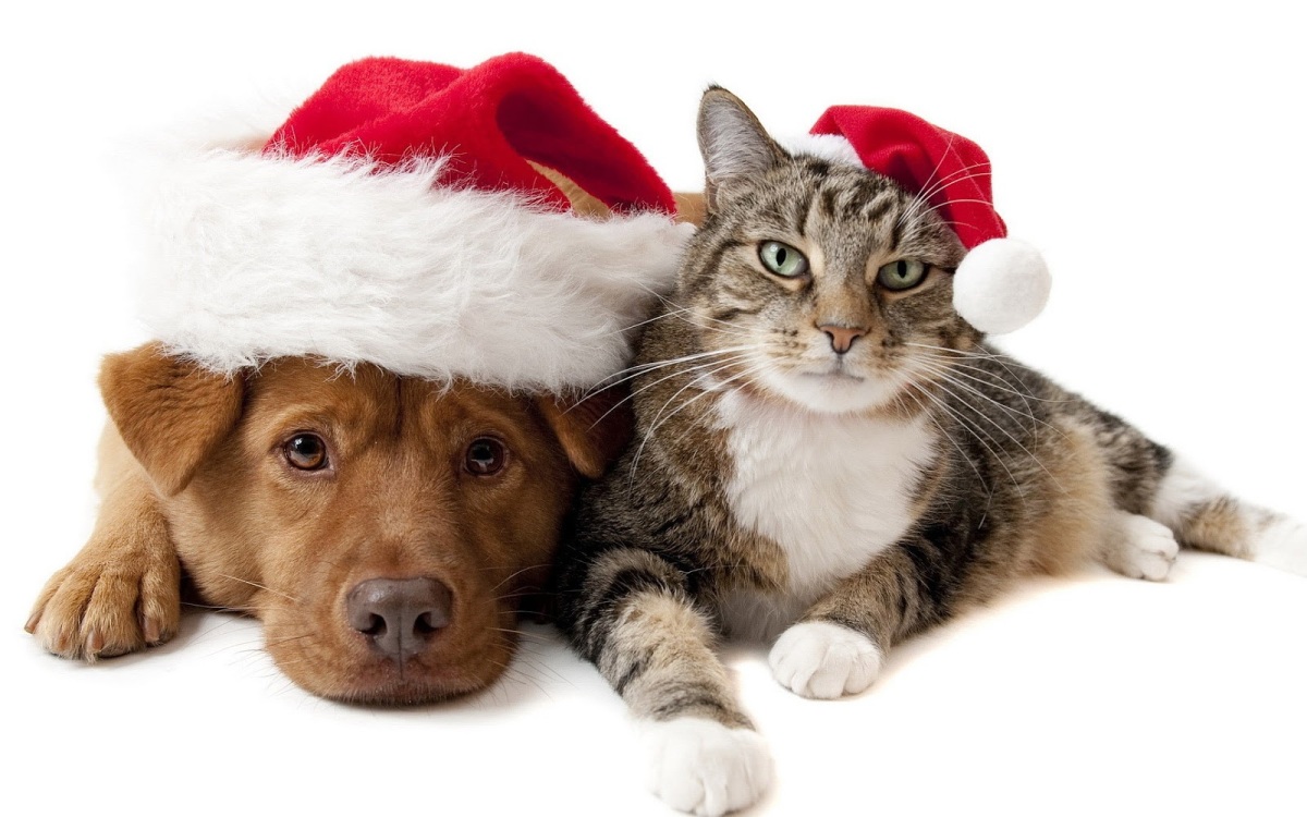 christmas-dog-and-cat
